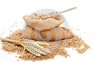 Wheat in a burlap sack