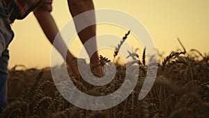 Wheat cereal field at sunset close up. Strong hands man agronom checking grain