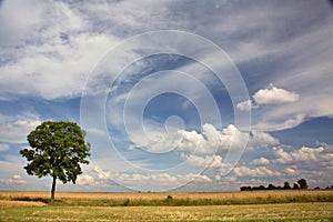 Wheat/cereal fields