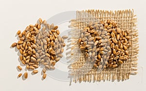 Wheat cereal grain. Close up of grains spreaded over white table photo