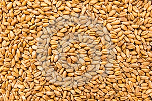 Wheat cereal grain. Closeup of grains, background use.