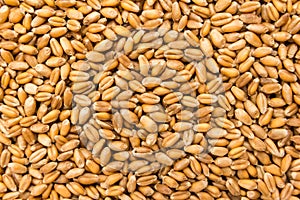 Wheat cereal grain. Closeup of grains, background use. photo