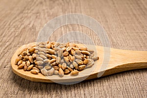 Wheat cereal grain. Grains in wooden spoon. Rustic.