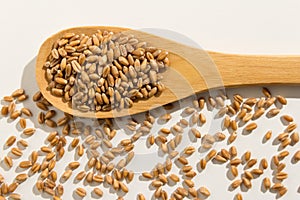 Wheat cereal grain. Healthy grains on a wooden spoon. White back