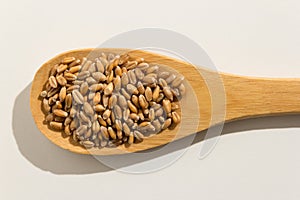 Wheat cereal grain. Nutritious grains on a wooden spoon on white photo