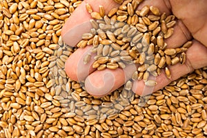 Wheat cereal grain. Person with grains in hand. Macro. Whole foo photo