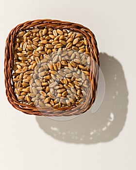 Wheat cereal grain. Wicker basket with grains. Top view, hard li photo