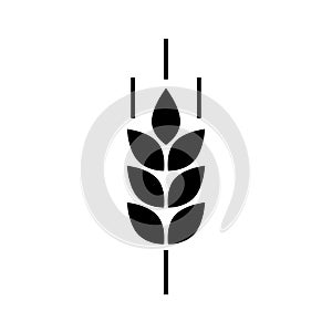 Wheat cereal icon. Fiber oat. Logo bakery. Spike wheat. Bread grain isolated on background. Seed flour barley, corn, rye, malt, br