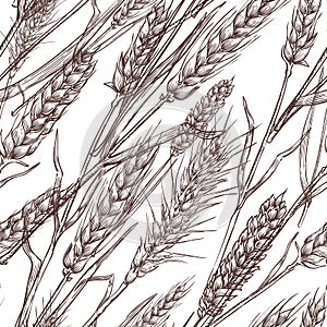 Wheat cereal spikelets, vector seamless pattern. Sketch hand drawn illustration. Bakery and flour package background