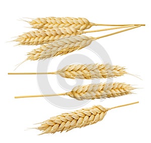Wheat cereal spikes set 5 isolated on white background