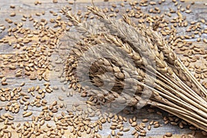 Wheat. Cereals grains and ears of wheat.