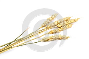 Wheat cereals isolated on the white background