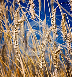 Wheat close-up