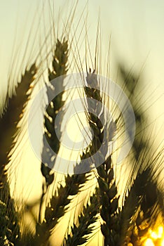 Wheat close-up