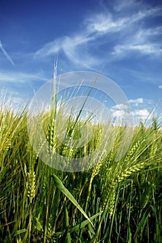 Wheat close-up