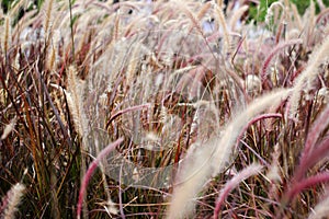 Wheat photo