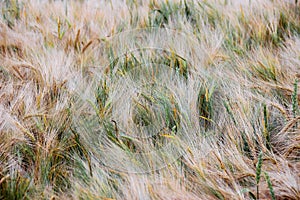 Wheat - Close up of a wheat field.Golden Ripe Wheat Field, Sunny day