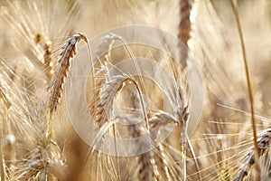 Wheat closeup