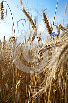 Wheat closeup