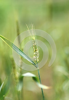 Wheat closeup