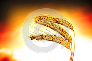 Wheat closeup