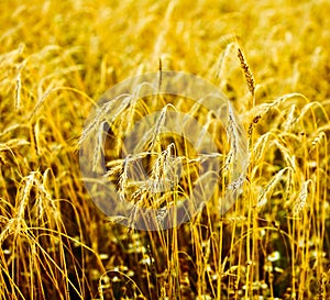 Wheat closeup