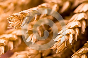 Wheat Closeup