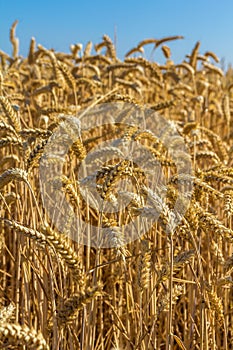 Wheat closeup with natural blue sky background