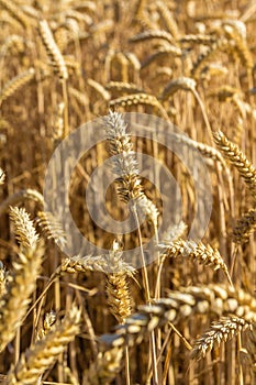 Wheat closeup with natural blue sky background