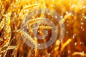 Wheat closeup. Rich harvest concept