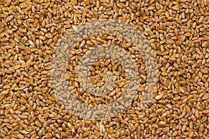 Wheat closeup. Top view photo