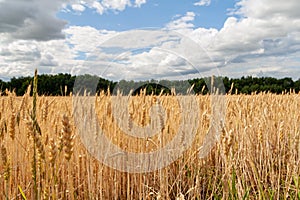 Wheat closeup. Wheat field. Background of ripening ears of wheat