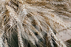 Wheat closeup. Wheat field. Background of ripening ears of wheat.