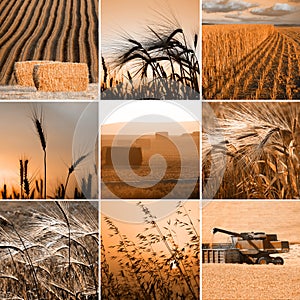 Wheat collage