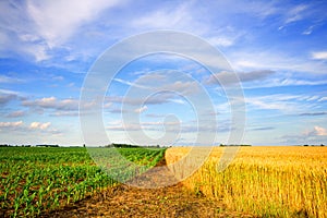 Wheat and corn