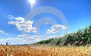 Wheat and corn field