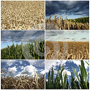 Wheat and corn field crop details collage