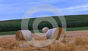 Wheat and corn field