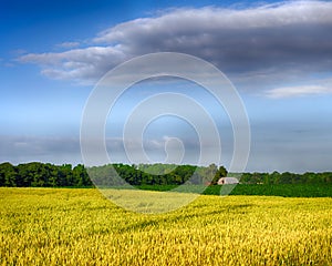 Wheat and corn growing on farm