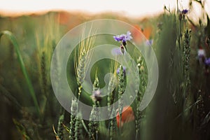 Wheat and cornflowers in sunset light in summer meadow, selective focus. Wildflowers centaurea and rye stem close up in warm light