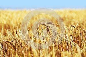 Wheat Crop