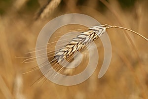 Wheat crop