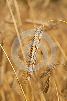 Wheat crop