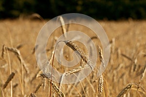 Wheat crop