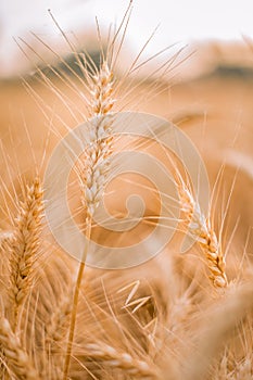 Wheat crop