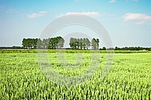 Wheat crop