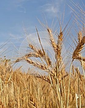 Wheat crop