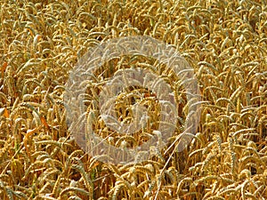 Wheat crop