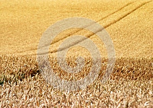 Wheat crop