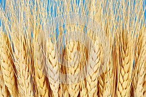 Wheat crop agriculture & farming concept